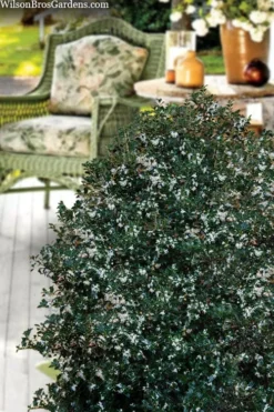 Party Princess 'Kaori Hime' Tea Olive - 7 Gallon Pot (2-3') -Plant Promotion Store osmanthus heterophyllus kaori hime party princess tea olive 15