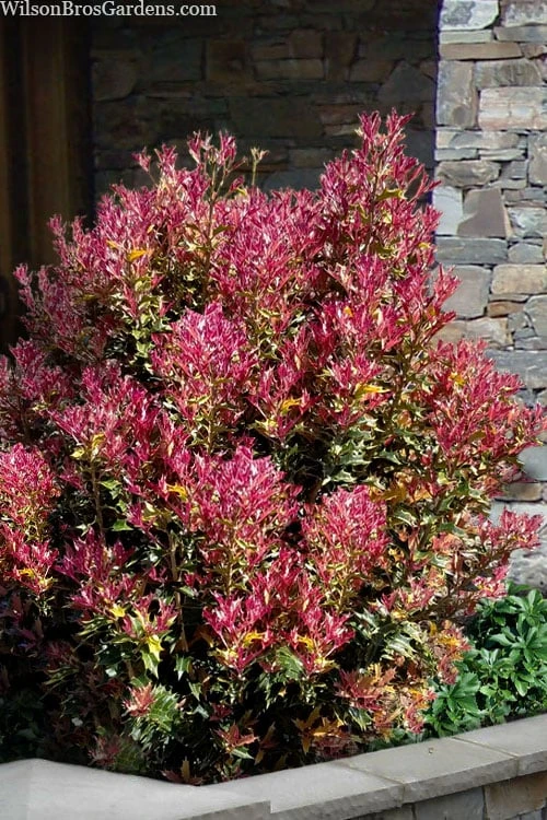 Party Lights Pink Flush Tea Olive - Osmanthus Heterophyllus - 5 Gallon Pot 1 Party Lights Pink Flush Tea Olive - Osmanthus Heterophyllus - 5 Gallon Pot