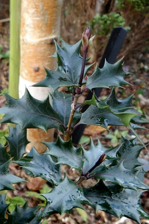 Purple Leaf Tea Olive (Osmanthus Heterophyllus 'Purpurea') - 2 Gallon Pot 6 Purple Leaf Tea Olive (Osmanthus Heterophyllus 'Purpurea') - 2 Gallon Pot - Image 6
