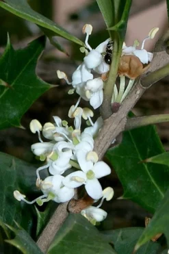 Purple Leaf Tea Olive (Osmanthus Heterophyllus 'Purpurea') - 2 Gallon Pot 13 Purple Leaf Tea Olive (Osmanthus Heterophyllus 'Purpurea') - 2 Gallon Pot -Plant Promotion Store osmanthus heterophyllus purpurea purple leaf tea olive 8