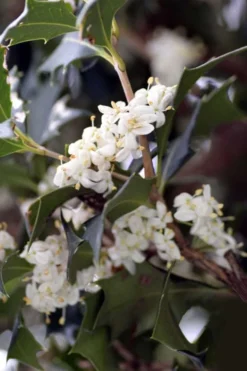 Purple Leaf Tea Olive (Osmanthus Heterophyllus 'Purpurea') - 2 Gallon Pot 11 Purple Leaf Tea Olive (Osmanthus Heterophyllus 'Purpurea') - 2 Gallon Pot -Plant Promotion Store osmanthus heterophyllus purpurea purple leaf tea olive 9