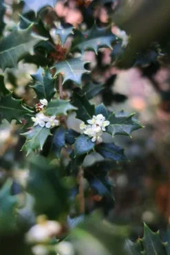 Party Princess 'Kaori Hime' Tea Olive - 7 Gallon Pot (2-3') -Plant Promotion Store osmanthus kaori hime party princess tea olive 1