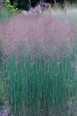 Prairie Sky Red Switch Grass (Panicum Virgatum) - 1 Gallon Pot -Plant Promotion Store panicum virgatum prairie sky switch grass 11