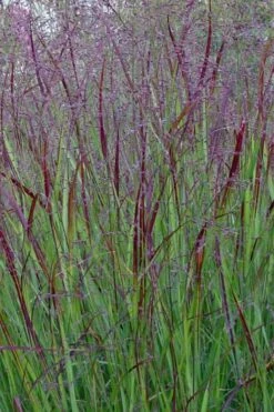 Prairie Sky Red Switch Grass (Panicum Virgatum) - 1 Gallon Pot -Plant Promotion Store panicum virgatum prairie sky switch grass 15