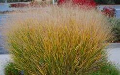 Prairie Sky Red Switch Grass (Panicum Virgatum) - 1 Gallon Pot -Plant Promotion Store panicum virgatum prairie sky switch grass 5