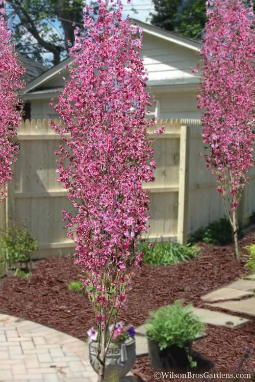 Corinthian Flowering Peach Tree - 3 Gallon Pot (4-5') 1 Corinthian Flowering Peach Tree - 3 Gallon Pot (4-5')