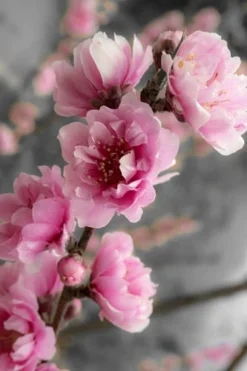 Corinthian Flowering Peach Tree - 3 Gallon Pot (4-5') -Plant Promotion Store peach corinthian 2 thumbnail