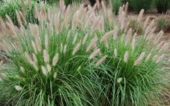 Etouffee Hardy Fountain Grass (Pennisetum Alopecuroides) - 1 Gallon Pot -Plant Promotion Store pennisetum alopecuroides etouffee fountain grass 4