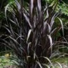 First Knight Fountain Grass (Pennisetum) - 3 Gallon Pot