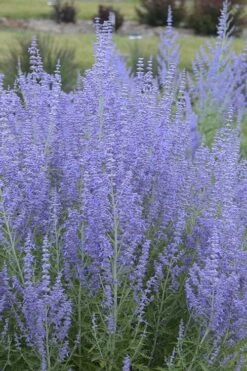 Blue Jean Baby Russian Sage (Perovskia) - 1 Gallon Pot -Plant Promotion Store perovskia atriplicifolia blue jean baby russian sage 1