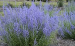 Blue Jean Baby Russian Sage (Perovskia) - 1 Gallon Pot -Plant Promotion Store perovskia atriplicifolia blue jean baby russian sage 3