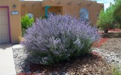 Russian Sage (Perovskia Atriplicifolia) - 1 Gallon Pot -Plant Promotion Store perovskia atriplicifolia russian sage 2