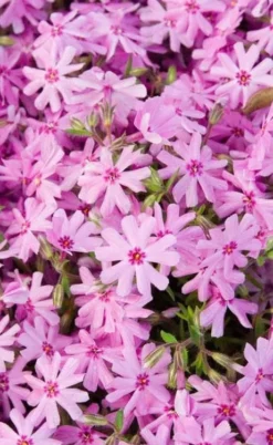 Pink Creeping Phlox - 18 Pack Of Pint Pots 8 Pink Creeping Phlox - 18 Pack Of Pint Pots -Plant Promotion Store phlox subulata pink creeping 1