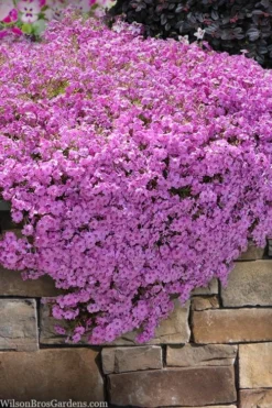 Pink Creeping Phlox - 18 Pack Of Pint Pots