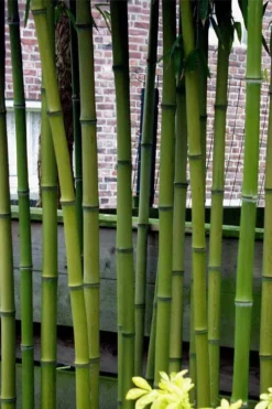 Incense Bamboo (Phyllostachys Atrovaginata) - 3 Gallon Pot 11 Incense Bamboo (Phyllostachys Atrovaginata) - 3 Gallon Pot -Plant Promotion Store phyllostachys atrovaginata incense bamboo 2
