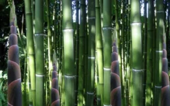 Incense Bamboo (Phyllostachys Atrovaginata) - 3 Gallon Pot 10 Incense Bamboo (Phyllostachys Atrovaginata) - 3 Gallon Pot -Plant Promotion Store phyllostachys atrovaginata incense bamboo 3
