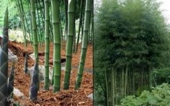 Incense Bamboo (Phyllostachys Atrovaginata) - 3 Gallon Pot 9 Incense Bamboo (Phyllostachys Atrovaginata) - 3 Gallon Pot -Plant Promotion Store phyllostachys atrovaginata incense bamboo 7