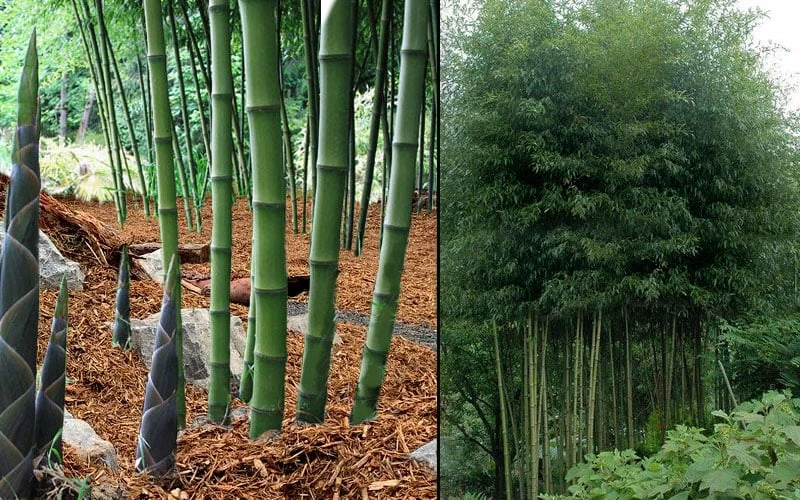 Incense Bamboo (Phyllostachys Atrovaginata) - 3 Gallon Pot 4 Incense Bamboo (Phyllostachys Atrovaginata) - 3 Gallon Pot - Image 4