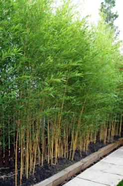 Koi Golden Bamboo (Phyllostachys Aurea 'Koi') - 3 Gallon Pot (2-4') 9 Koi Golden Bamboo (Phyllostachys Aurea 'Koi') - 3 Gallon Pot (2-4') -Plant Promotion Store phyllostachys aurea koi golden bamboo 100 1