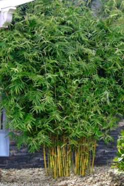 Koi Golden Bamboo (Phyllostachys Aurea 'Koi') - 3 Gallon Pot (2-4') 8 Koi Golden Bamboo (Phyllostachys Aurea 'Koi') - 3 Gallon Pot (2-4') -Plant Promotion Store phyllostachys aurea koi golden bamboo 101 1