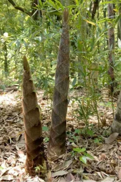 Moso Giant Bamboo (Phyllostachys Edulis 'Moso') - 3 Gallon Pot (4-6') -Plant Promotion Store phyllostachys edulis moso giant timber bamboo 100