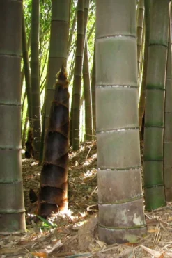 Moso Giant Bamboo (Phyllostachys Edulis 'Moso') - 3 Gallon Pot (4-6') -Plant Promotion Store phyllostachys edulis moso giant timber bamboo 101