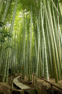 Moso Giant Bamboo (Phyllostachys Edulis 'Moso') - 3 Gallon Pot (4-6') -Plant Promotion Store phyllostachys edulis moso giant timber bamboo 106
