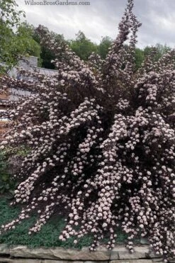 Summer Wine Ninebark (Physocarpus) - 3 Gallon Pot