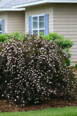 Summer Wine Ninebark (Physocarpus) - 3 Gallon Pot -Plant Promotion Store physocarpus summer wine ninebark 3