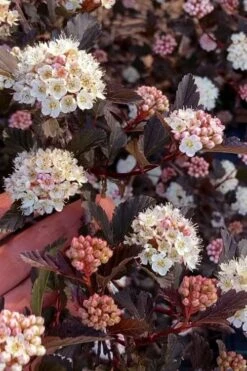 Summer Wine Ninebark (Physocarpus) - 3 Gallon Pot -Plant Promotion Store physocarpus summer wine ninebark 6