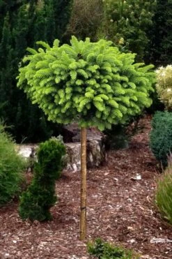 Little Gem Dwarf Norway Spruce Tree (Single Trunk) - 2 Gallon Pot 8 Little Gem Dwarf Norway Spruce Tree (Single Trunk) - 2 Gallon Pot -Plant Promotion Store picea abies little gem dwarf norway spruce tree 1