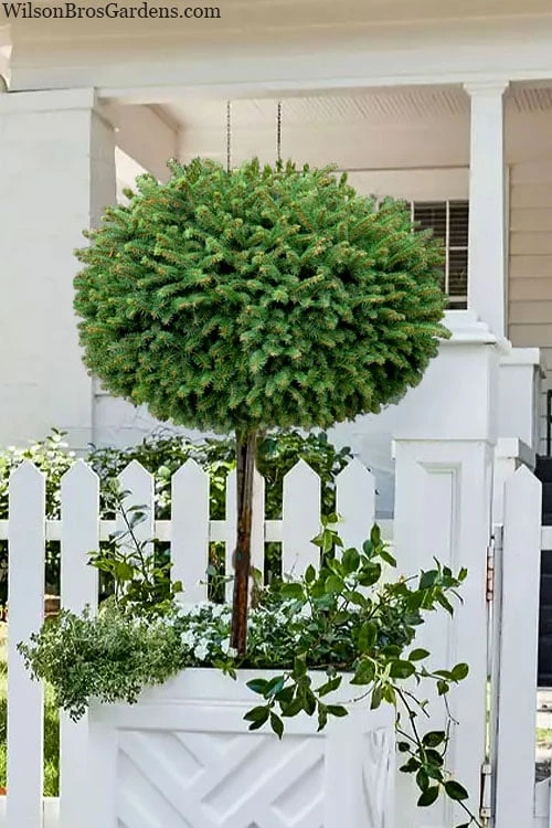 Little Gem Dwarf Norway Spruce Tree (Single Trunk) - 2 Gallon Pot 1 Little Gem Dwarf Norway Spruce Tree (Single Trunk) - 2 Gallon Pot