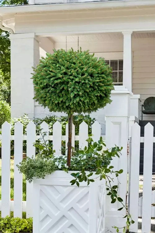 Little Gem Dwarf Norway Spruce Tree (Single Trunk) - 2 Gallon Pot 5 Little Gem Dwarf Norway Spruce Tree (Single Trunk) - 2 Gallon Pot - Image 5