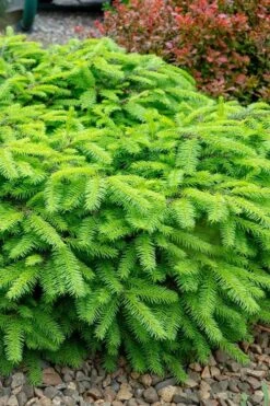 Bird's Nest Spruce (Picea Abies 'Nidiformis') - 1 Gallon Pot -Plant Promotion Store picea abies nidiformis birds nest norway spruce 1 1