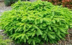 Bird's Nest Spruce (Picea Abies 'Nidiformis') - 1 Gallon Pot -Plant Promotion Store picea abies nidiformis birds nest norway spruce 2 1