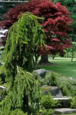 Weeping Norway Spruce (Picea Abies 'Pendula') - 2 Gallon Pot -Plant Promotion Store picea abies pendula weeping norway spruce 10