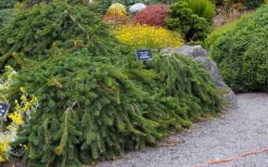Weeping Norway Spruce (Picea Abies 'Pendula') - 2 Gallon Pot -Plant Promotion Store picea abies pendula weeping norway spruce 6