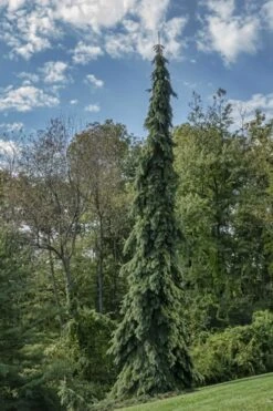 Weeping White Spruce (Picea Glauca 'Pendula') - 5 Gallon Pot -Plant Promotion Store picea glauca pendula weeping white spruce 21