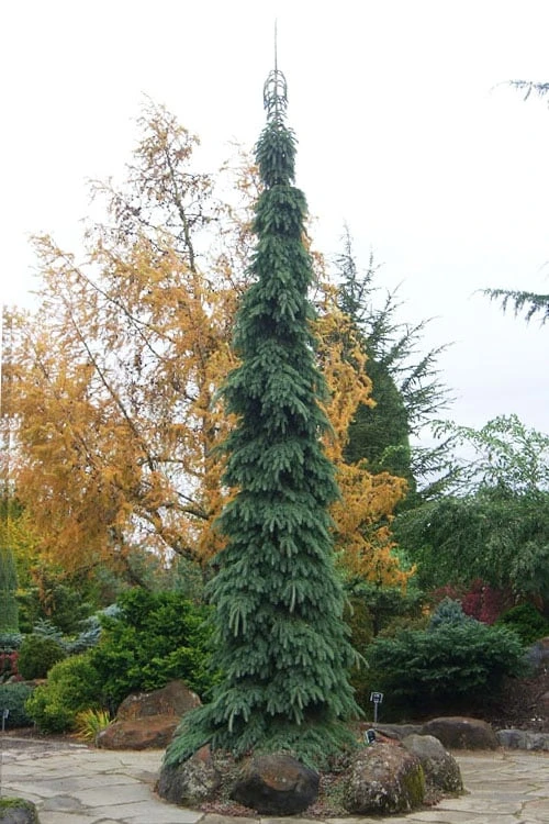 Weeping White Spruce (Picea Glauca 'Pendula') - 1 Gallon Pot 1 Weeping White Spruce (Picea Glauca 'Pendula') - 1 Gallon Pot