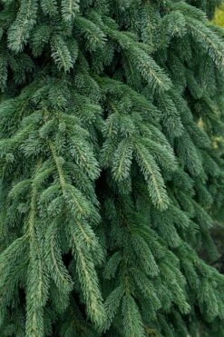 Weeping White Spruce (Picea Glauca 'Pendula') - 1 Gallon Pot 11 Weeping White Spruce (Picea Glauca 'Pendula') - 1 Gallon Pot -Plant Promotion Store picea glauca pendula weeping white spruce 4 1