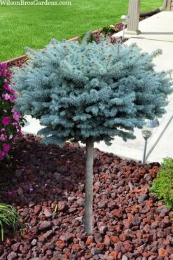 Dwarf Globe Blue Spruce Topiary Tree (Picea Pungens 'Globosa') - 5 Gallon Pot -Plant Promotion Store picea pungens glauca globosa dwarf globe colorado blue spruce topiary tree 2