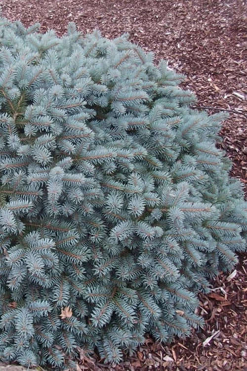 Lundeby's Dwarf Colorado Blue Spruce (Picea Pungens) - 3 Gallon Pot 1 Lundeby's Dwarf Colorado Blue Spruce (Picea Pungens) - 3 Gallon Pot