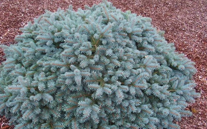 Lundeby's Dwarf Colorado Blue Spruce (Picea Pungens) - 3 Gallon Pot 4 Lundeby's Dwarf Colorado Blue Spruce (Picea Pungens) - 3 Gallon Pot - Image 4