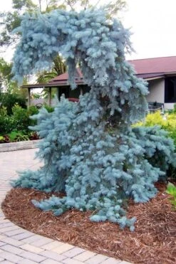 The Blues Colorado Spruce (Picea Pungens) - 6 Gallon Pot (2-3') 13 The Blues Colorado Spruce (Picea Pungens) - 6 Gallon Pot (2-3') -Plant Promotion Store picea pungens the blues colorado blue spruce 10 1