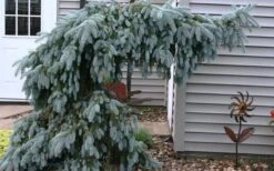 The Blues Colorado Spruce (Picea Pungens) - 6 Gallon Pot (4-5') -Plant Promotion Store picea pungens the blues colorado blue spruce 4