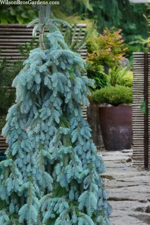 The Blues Colorado Spruce (Picea Pungens) - 6 Gallon Pot (2-3') 1 The Blues Colorado Spruce (Picea Pungens) - 6 Gallon Pot (2-3')