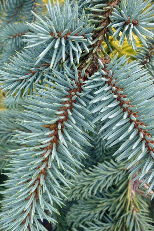 The Blues Colorado Spruce (Picea Pungens) - 6 Gallon Pot (2-3') 7 The Blues Colorado Spruce (Picea Pungens) - 6 Gallon Pot (2-3') - Image 7