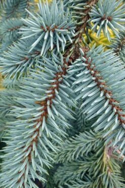 The Blues Colorado Spruce (Picea Pungens) - 6 Gallon Pot (4-5') -Plant Promotion Store picea pungens the blues colorado blue spruce 9