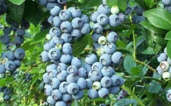 Brightwell Rabbiteye Blueberry - 3 Gallon Pot -Plant Promotion Store picture 6424 brightwell rabbiteye blueberry
