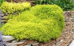 Archers Gold Lemon Thyme - Thymus Citriodorus - 10 Pack Of Pint Pots -Plant Promotion Store picture 8232 archers gold thyme